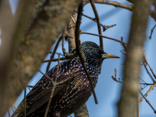 a starling on a branch