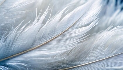 Feather background