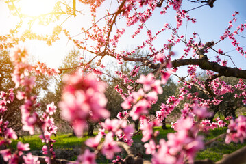 Beautiful spring blossom, cherry trees with flowers