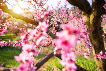 Beautiful spring blossom, cherry trees with flowers