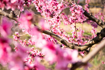 Beautiful spring blossom, cherry trees with flowers