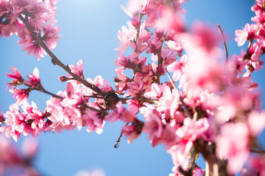 Beautiful spring blossom, cherry trees with flowers
