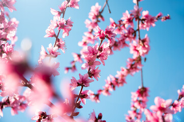 Beautiful spring blossom, cherry trees with flowers