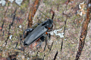 Osphya bipunctata, rare and locally occurring beetle of the family Melandryidae with marked sexual dimorphism. Male.