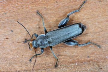 Osphya bipunctata, rare and locally occurring beetle of the family Melandryidae with marked sexual dimorphism. Male.