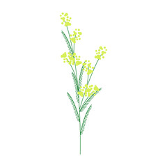 Yellow flowering branch of spring fluffy mimosa. Flower spring twig. Isolated element on white background. Simple cartoon flat style. Hand drawn vector illustration for cards, print, banner.