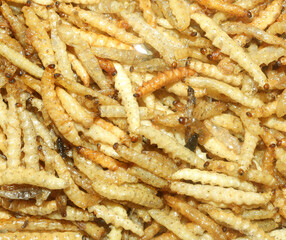Bamboo worms tasty snack food. Deep fried bugs insects meal. Rare meals concept