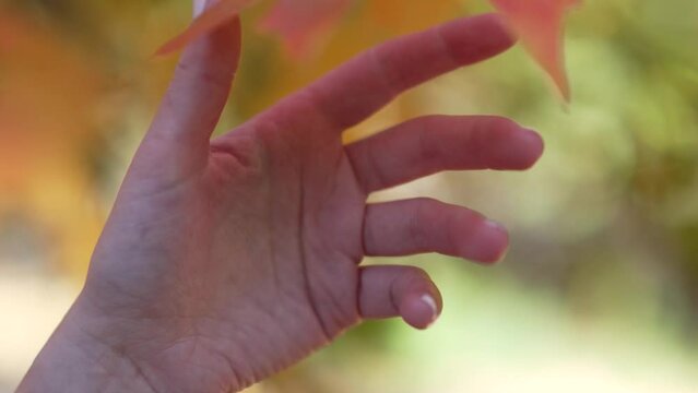 Hand Reaching for Vibrant Autumn Leaf. A hand extends towards a vibrant yellow and brown leaf, illuminated by sunlight, capturing the serene beauty of nature's autumn palette in a gentle touch.