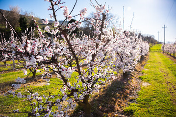 Beautiful spring blossom, cherry trees with flowers