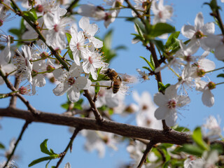 white petals with a bee and blue sky
