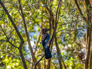 A Eurasian Jay enjoying the sun among the green foliage. Another sunny early summer day in Earth paradise. .