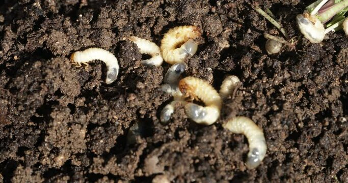May Beetle Larvae Infestation: Tackling the Issue Head-On for a Flourishing Garden Environment!