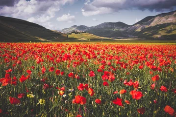 Foto auf Acrylglas Poppy flowers blooming on summer meadow in sunlight © Maresol