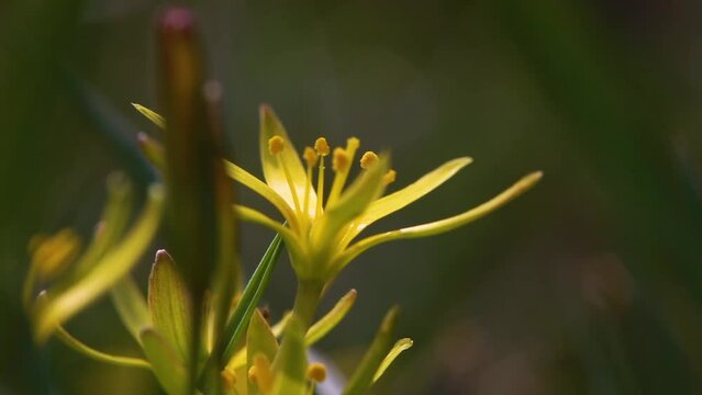 Early spring plant Gagea lutea blooms in the wild in the woods