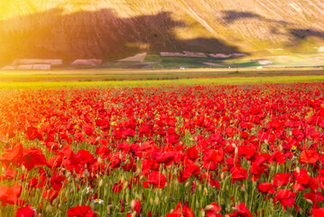 Poppy flowers blooming on summer meadow in sunlight