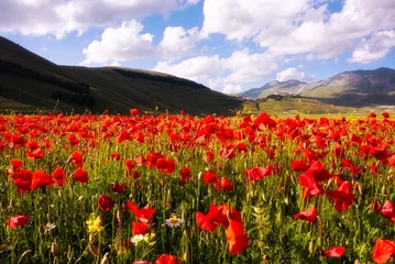 Foto auf Leinwand Poppy flowers blooming on summer meadow in sunlight © Maresol