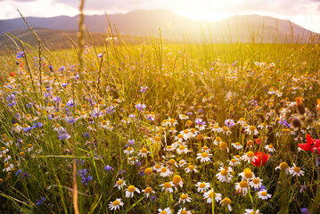 Wild flowers on summer meadow in sunlight