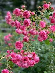 Blooming roses