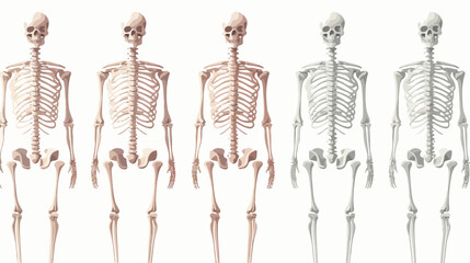 Male skeleton vertebral column bones anatomy.