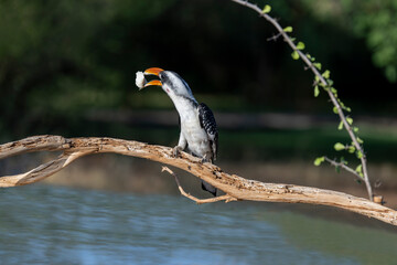 Yellow-billed Eagle, Kruger National Park, South Africa, Africa (Tockus leucomelas), hornbill