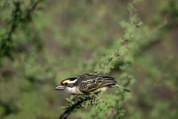 Kenya - (Red-fronted tinkerbird) bird on the tree branch.