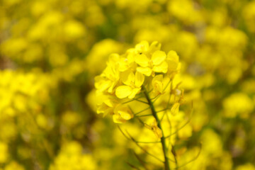 菜の花畑