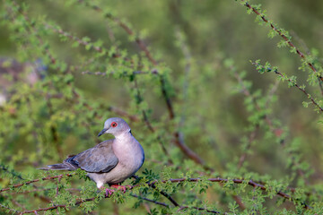 Red-eyed turtledove at Satara in the Kruger National Park, South Africa.