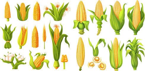 Golden maize harvest, popcorn corny grains and sweet corn