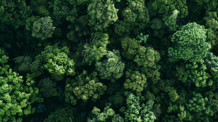 An aerial shot of a dense, vibrant forest canopy, a bastion of natural tranquility. - obrazy, fototapety, plakaty