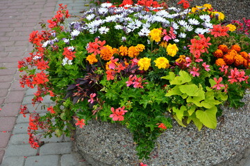 kolorowe kwiaty w kamiennej donicy, czerwone i zółte kwiaty, pelargonie i aksamitki w donicy....