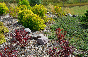 tawuła japońska i czrewony berberys w ogrodzie, Spiraea japonica, Japanese meadowsweet and red...