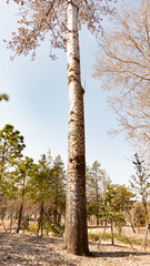 Fototapeta premium birch tree in the forest