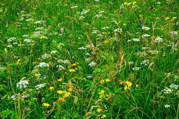 łąka kwietna, flower meadow 
