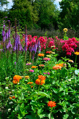 kolorowe kwiaty letnie liatra klosowa, floks wiechowaty, cynia wytworna - Phlox paniculata, Liatris...