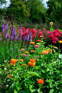 kolorowe kwiaty letnie liatra klosowa, floks wiechowaty, cynia wytworna - Phlox paniculata, Liatris spicata, Zinnia elegans	
