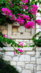 Fototapeta na wymiar Bright Pink Bougainvillea Flowers Cascading Over White Stone Wall, Vibrant Floral Display On Rustic Masonry