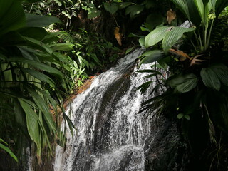 Close up of fresh water cascade de Bis in Guadeloupe, West indie © Etoilepolaire