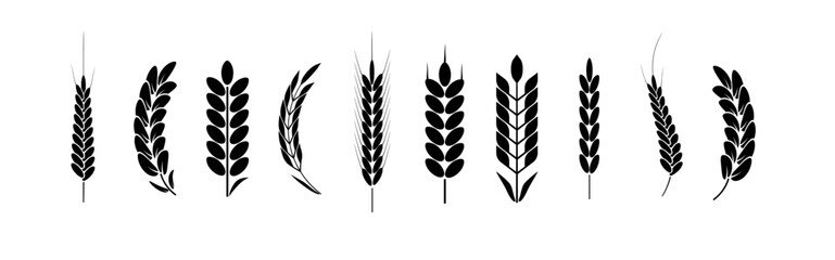 Wheat and rye logo ears. Barley rice grains and elements for beer or organic agricultural food. Vector