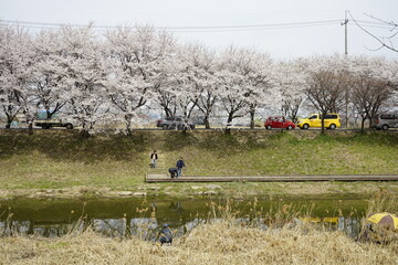 봄에 벚꽃이 피어 아름답습니다