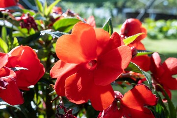 Red New Guinea impatiens (Impatiens hawkeri) flower