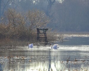 A couple of mute swans (Cygnus olor) swimming on a lake - 766288506