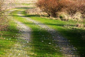 Fresh and green gravel road with shadows from shrubs - 766288709