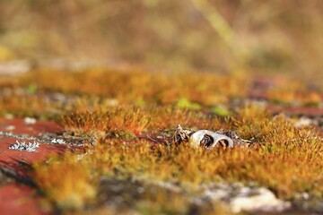 Close up of moss in sunlight with a single tab of a tin can - 766288777