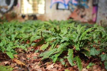 Foliage and plants growing on abandoned factory floors - 766288983