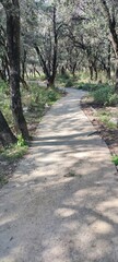 Fototapeta premium path in the woods