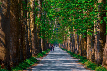 Great Lane in Vrelo, Bosne, Bosnia and Herzegovina