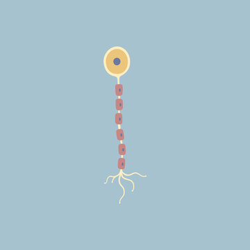 neuron diagram, simple, anatomical, blue background clip art preview
