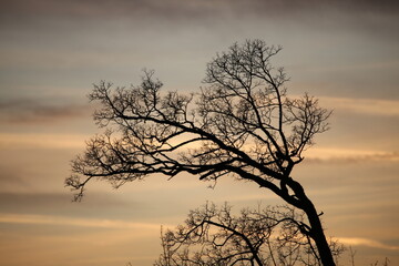 Tree Silhouette in the Sunset