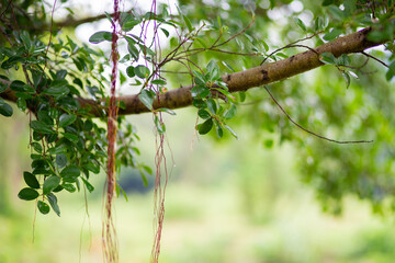 A lot of branches up with beauty