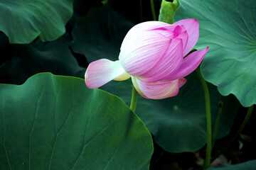 연꽃 풍경입니다